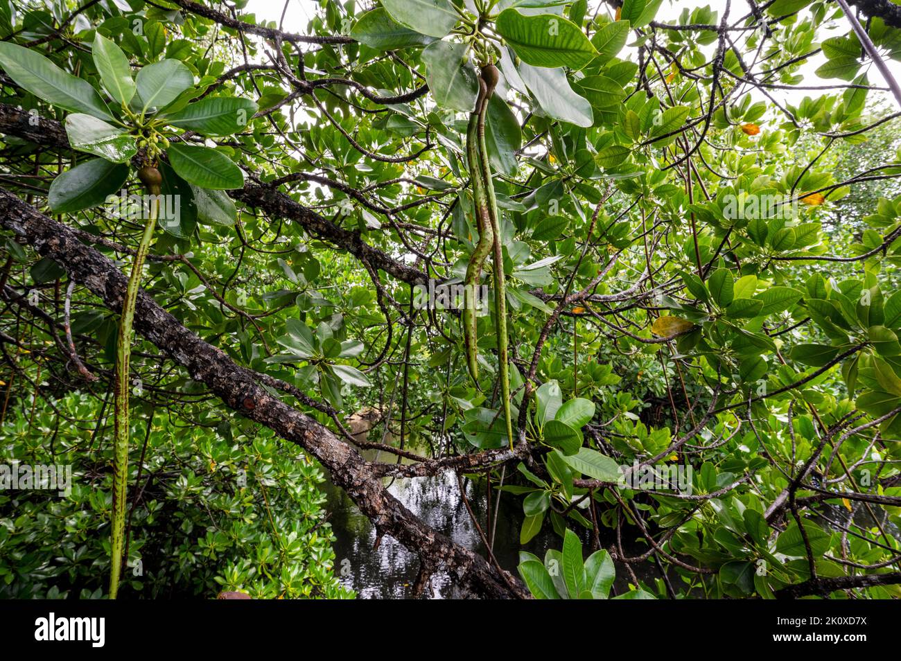 Las plántulas del mangle en el árbol, la isla de Gam, Rhizophora stylosa, Raja Ampat, Papúa Occidental, Indonesia Foto de stock