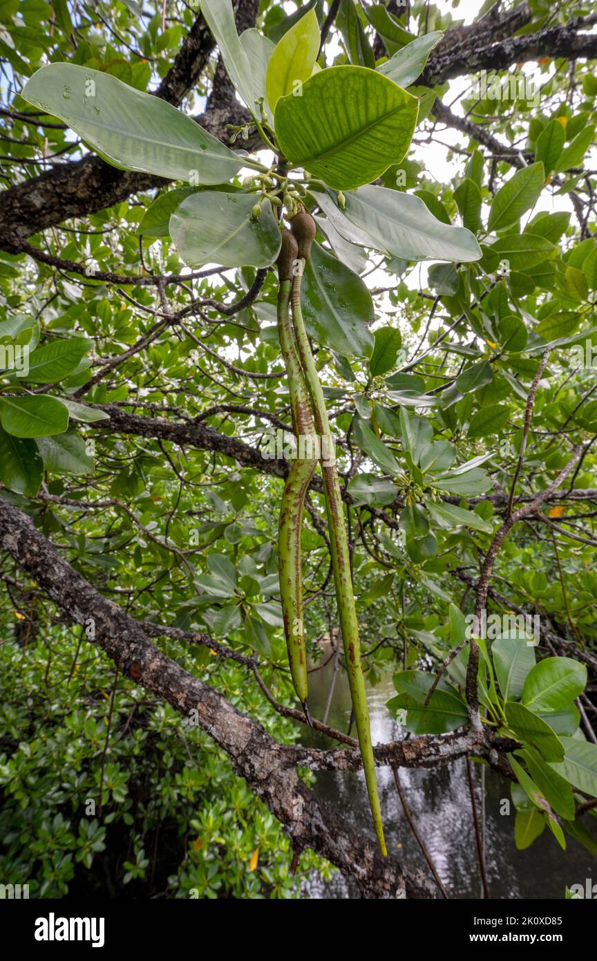 Las plántulas del mangle en el árbol, la isla de Gam, Rhizophora stylosa, Raja Ampat, Papúa Occidental, Indonesia Foto de stock