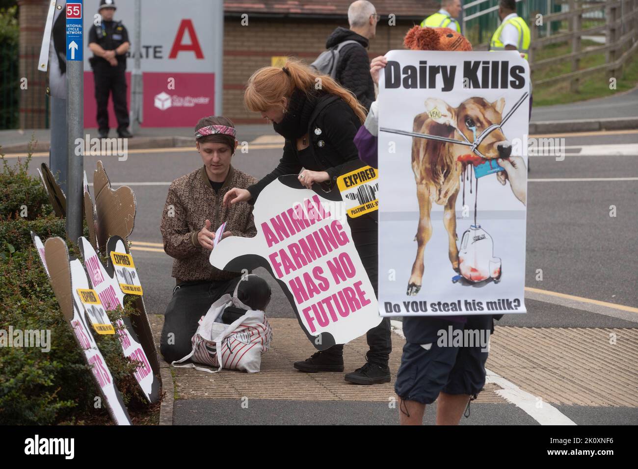 International Centre, Telford, Shropshire, 14th de septiembre de 2022. Activistas del grupo de defensa de los derechos de los animales Animal Justice Project protestan en el Día de la Lechería del Reino Unido, uno de los eventos más grandes de la lechería agrícola que se celebraron en el Reino Unido. Crédito Tim Scrivener/Alamy Live News Foto de stock