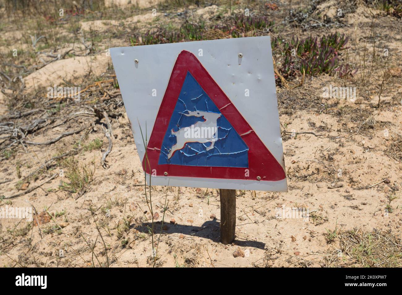 Señal de tráfico o señalización con un antílope o animal salvaje en un triángulo azul y rojo que muestra precaución cuando se conduce concepto de seguridad vial en Sudáfrica Foto de stock