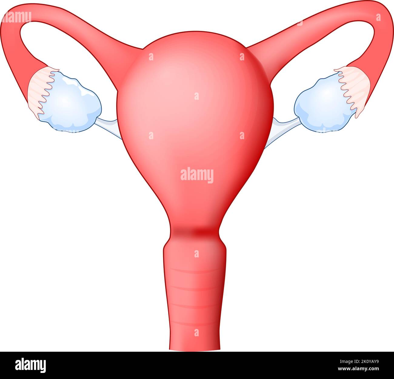 Útero humano con vagina, ovario y trompa de Falopio. Sistema reproductor femenino. Vista frontal. Anatomía humana. Icono. Ilustración médica realista Ilustración del Vector