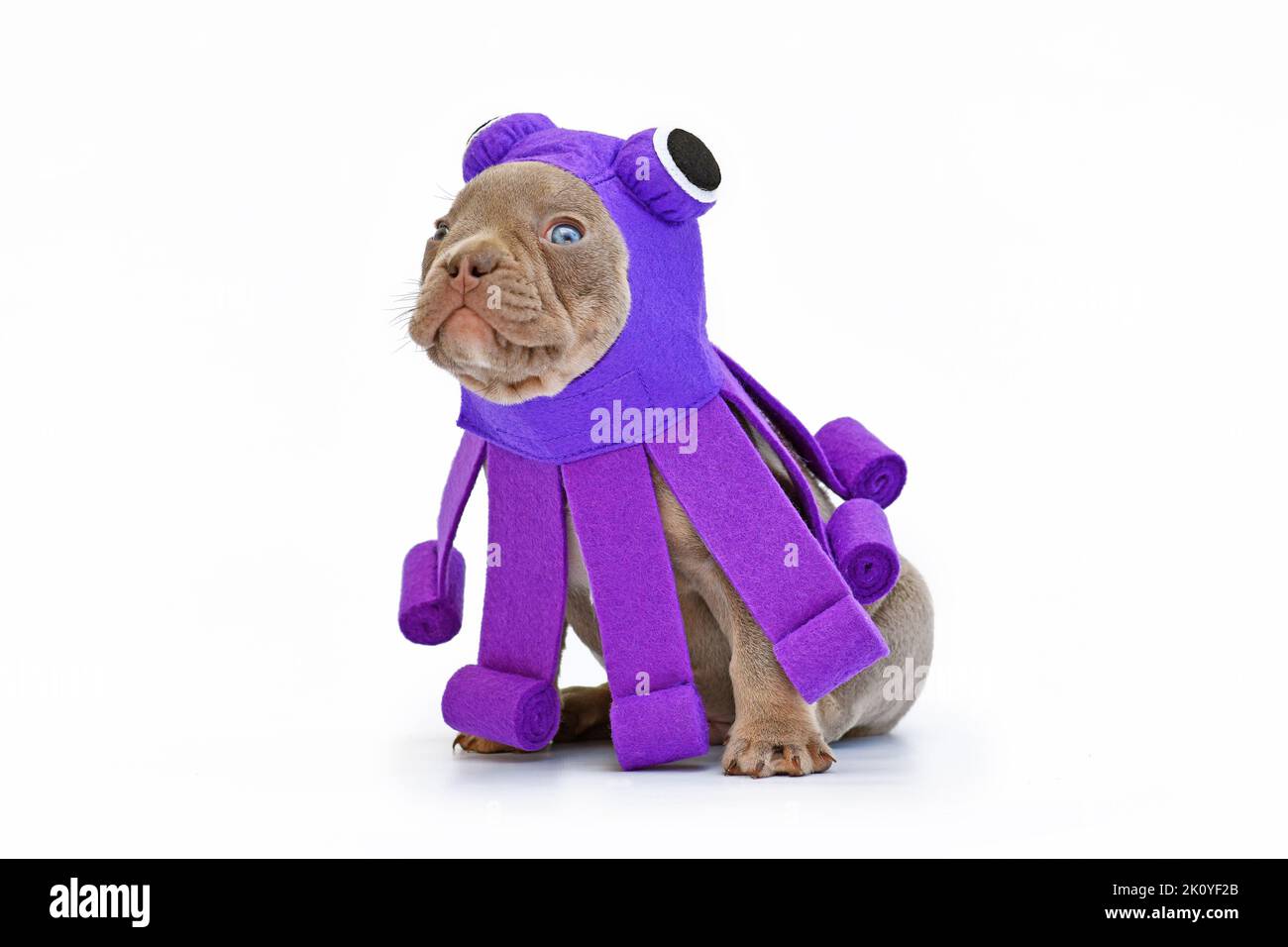 Divertido cachorro de Bulldog francés con traje de perro de pulpo de Halloween púrpura sobre fondo blanco Foto de stock