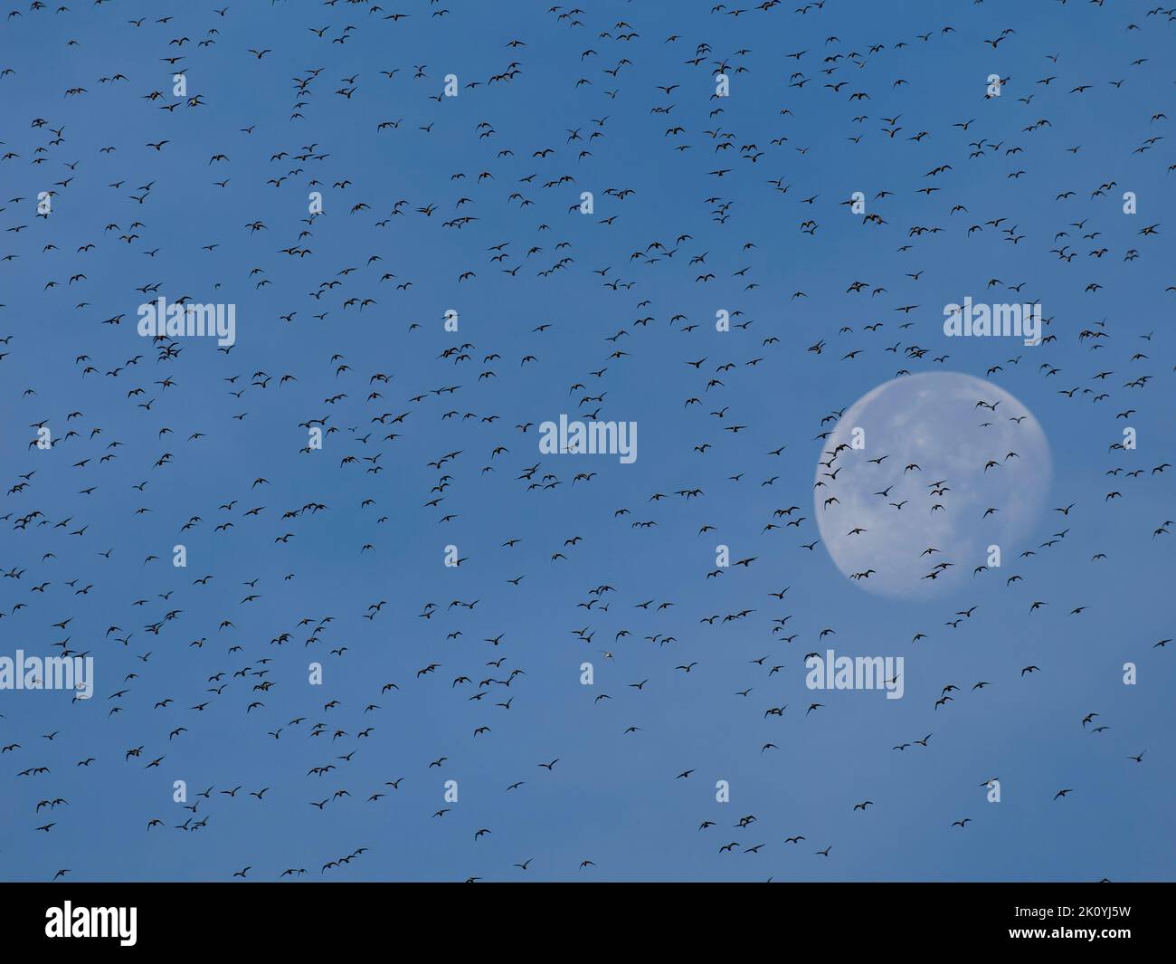 Nudo rojo, Calidris canutus, grupo de aves en vuelo contra la luna, Norfolk, Septiembre 2022 Foto de stock