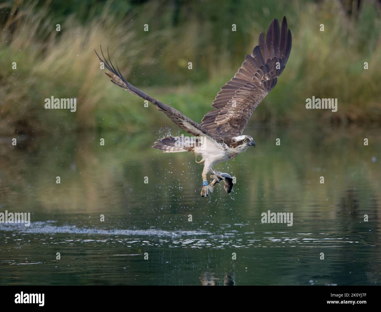Águilas pescadoras, Pandion haliaetus, un solo pájaro buceando para peces, Rutland, agosto de 2022 Foto de stock