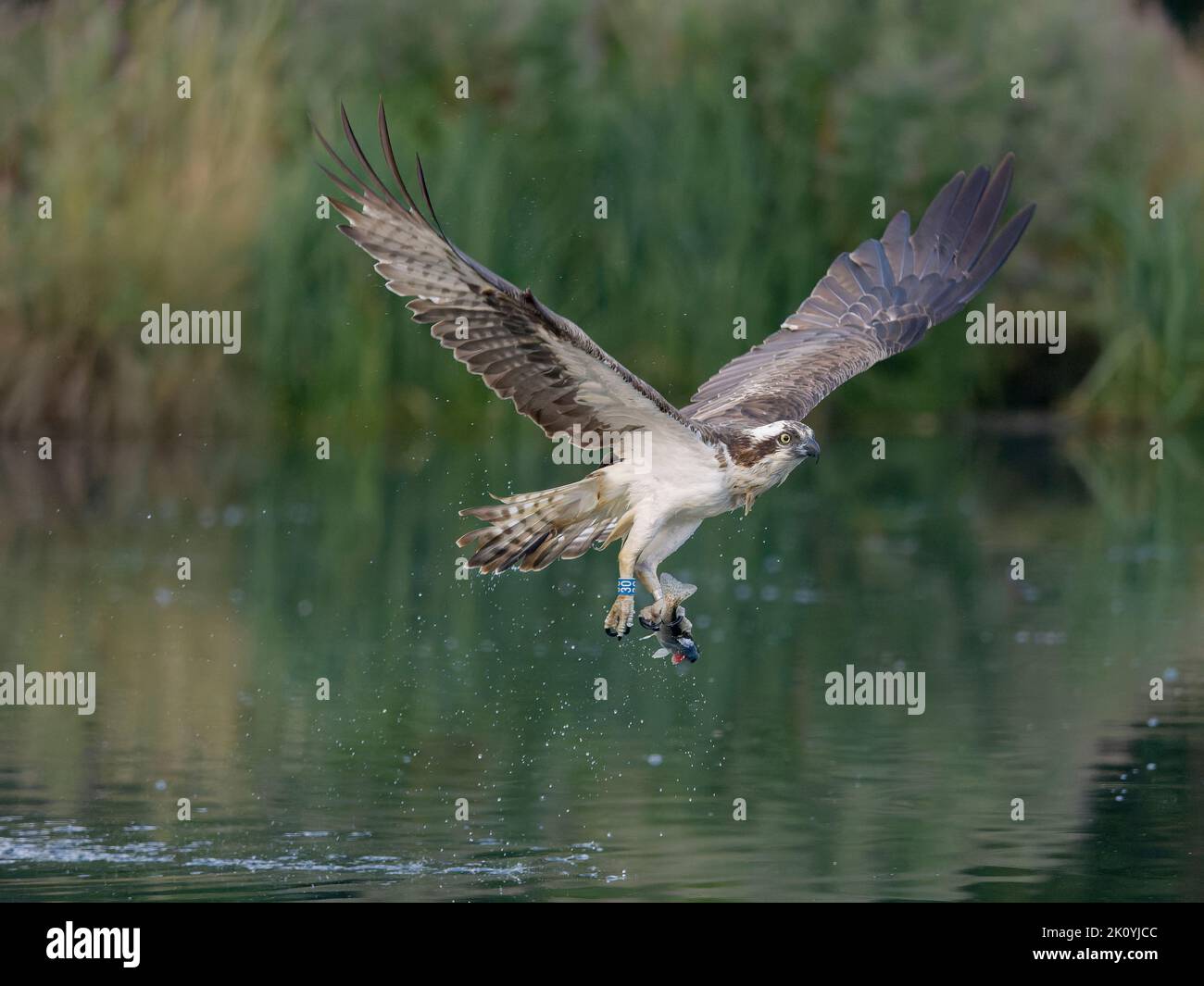 Águilas pescadoras, Pandion haliaetus, un solo pájaro buceando para peces, Rutland, agosto de 2022 Foto de stock