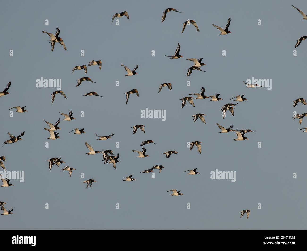 Ostistercatcher, Haematopus ostralegus, grupo de aves en vuelo, Norfolk, septiembre de 2022 Foto de stock