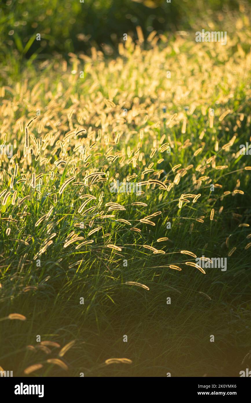Italia, Lombardía, Setaria pumila, Yellow Foxtail Foto de stock