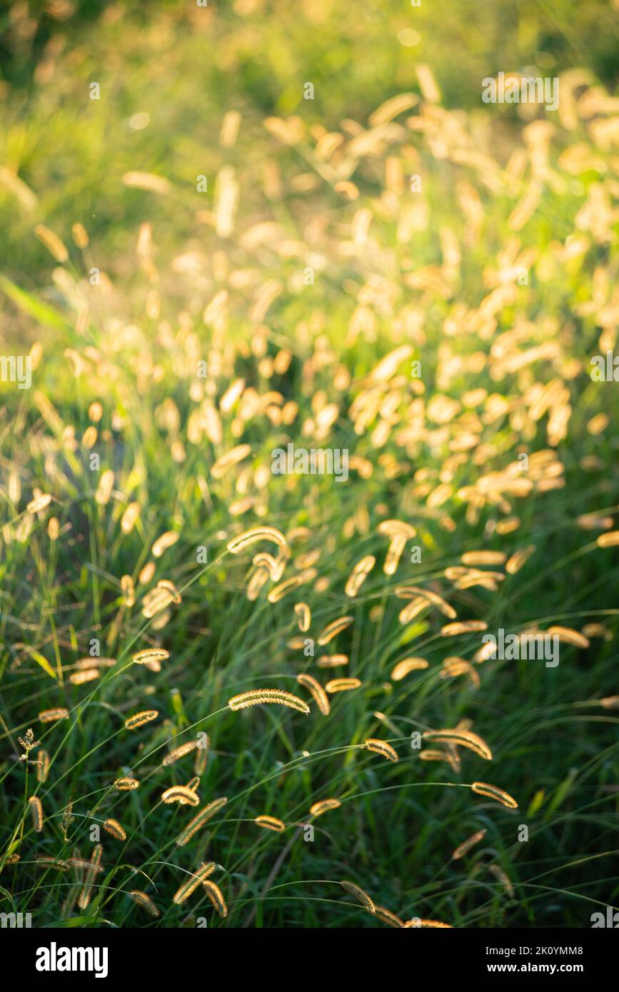 Italia, Lombardía, Setaria pumila, Yellow Foxtail Foto de stock