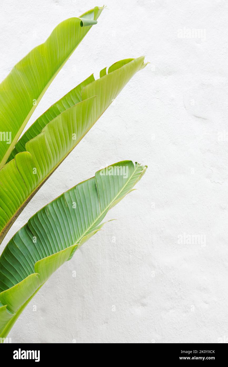 Fondo blanco de pared con textura y marco natural con grandes hojas. Hojas de planta de plátano. Fondo tropical y minimalista Foto de stock