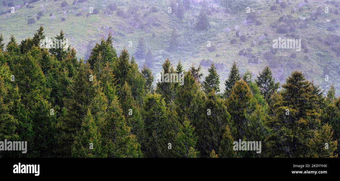 Bosque forrest de pinos verdes en la ladera de la montaña con lluvia Foto de stock