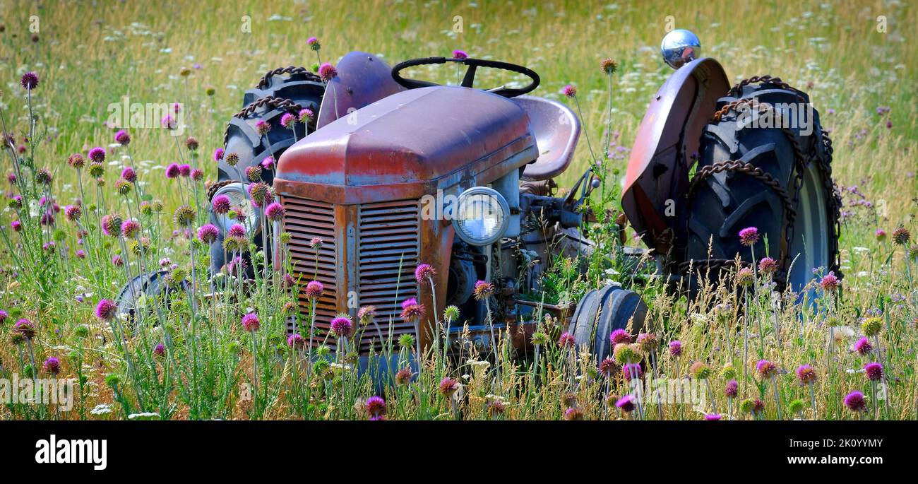 Viejo tractor rojo en el campo con flores abandonadas como antigua máquina de granja de época Foto de stock
