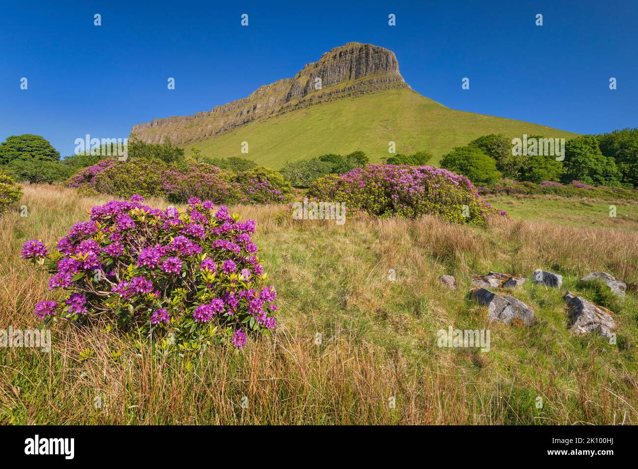 Irlanda, Condado de Sligo, Gortarowey, Ben Bulben montaña con rododendros en primer plano. Foto de stock