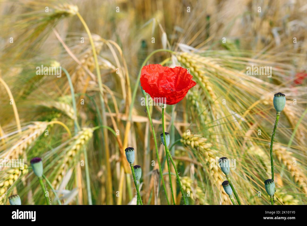 amapola roja entre las orejas maduras de trigo en el campo en verano Foto de stock