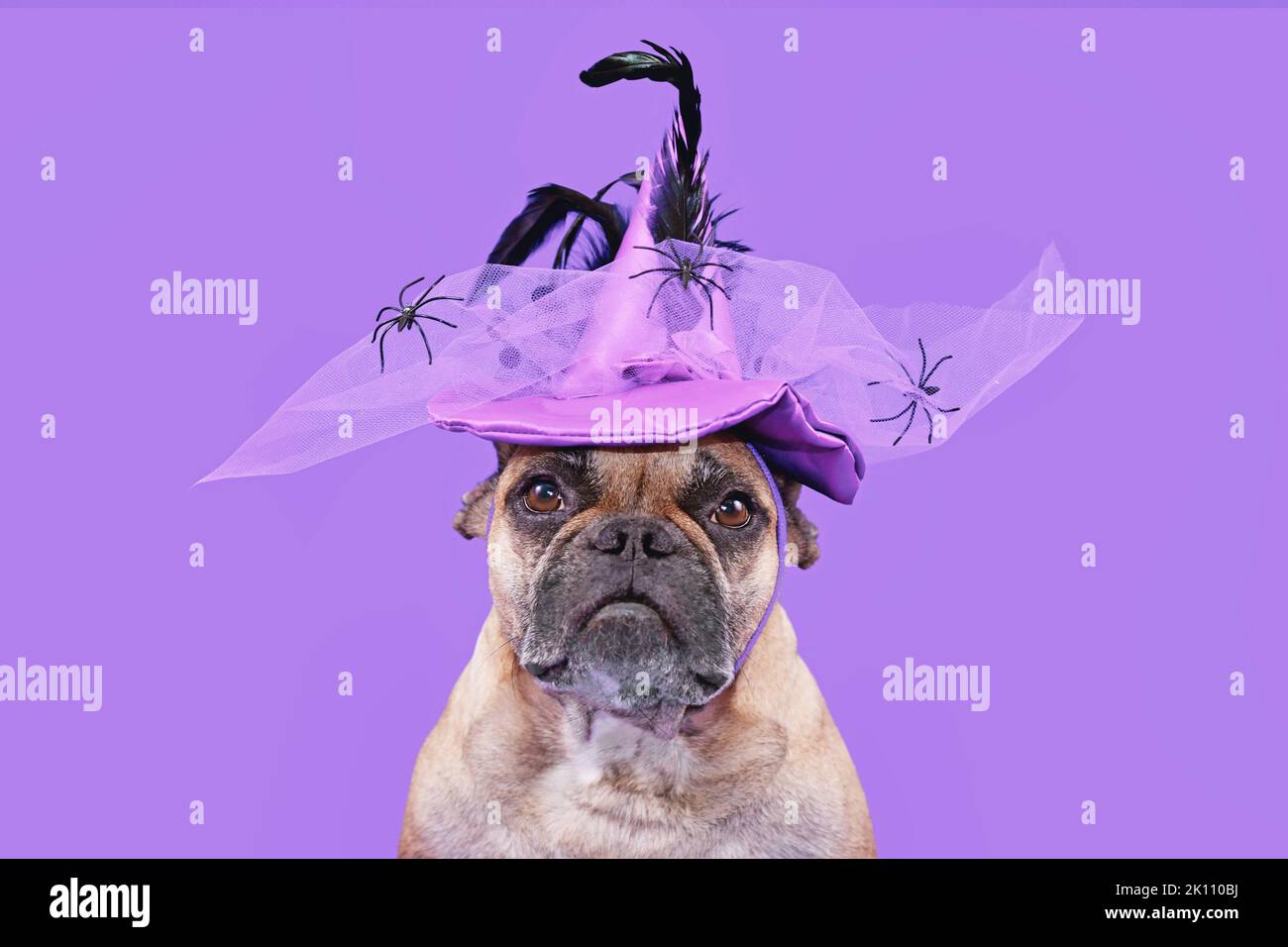 Retrato del perro Bulldog francés con sombrero de bruja de disfraz de Halloween sobre fondo morado Foto de stock
