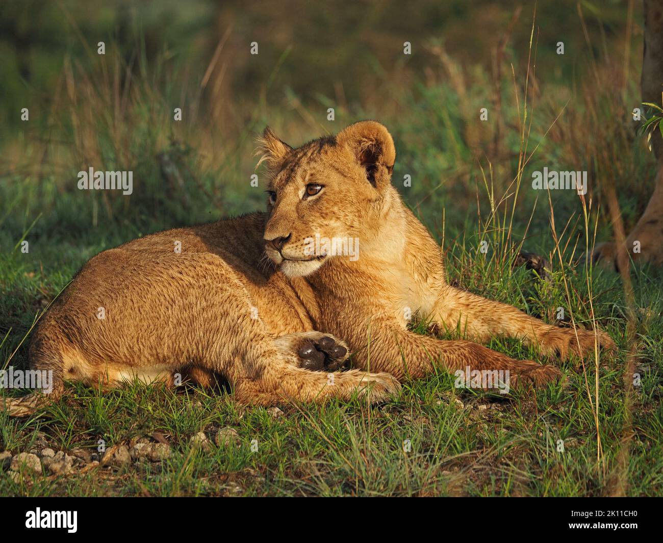 Lion DAWN Greater Mara,Kenia,África Foto de stock