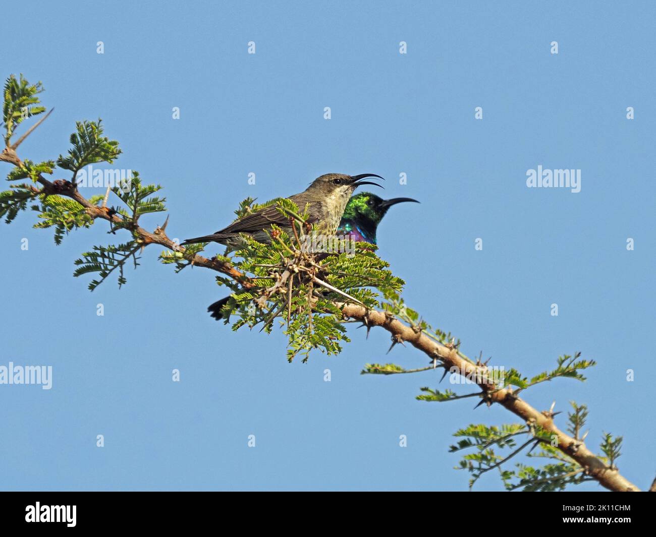 Pareja de aves marinas (Cinnyris mariquensis) cantando juntos en rama espinosa de acacia con fondo azul cielo en Gran Mara, Kenia, África Foto de stock