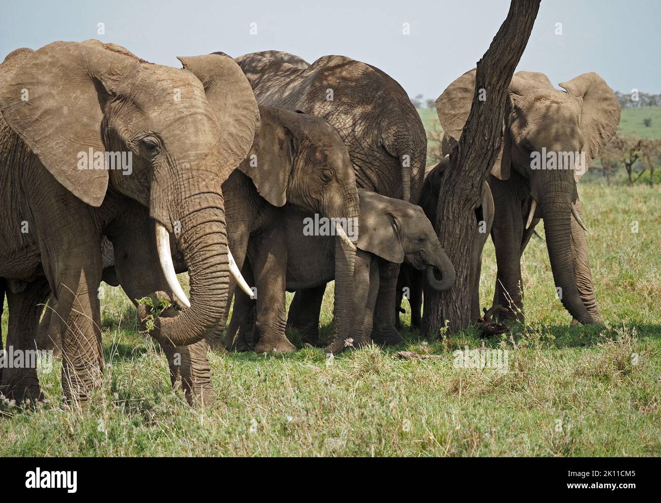 Pequeña manada familiar de elefantes africanos (Loxodonta africana) disfrutando de sombra de un solo árbol en el calor de medio día en Gran Mara, Kenia, África Foto de stock