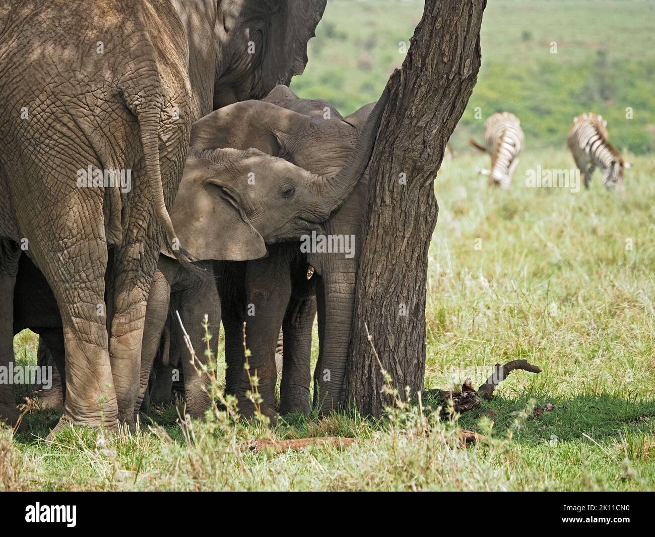 Pequeña manada familiar de elefantes africanos (Loxodonta africana) disfrutando de sombra de un solo árbol en el calor de medio día en Gran Mara, Kenia, África Foto de stock