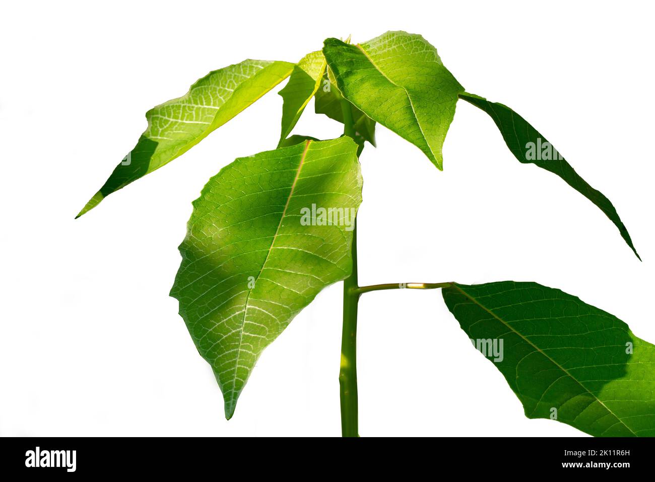 Primer plano Los brotes de la planta de poinsettia con hojas verdes frescas son claramente visibles en la superficie de la hoja y el marco de la hoja, en verano las hojas lo harán Foto de stock