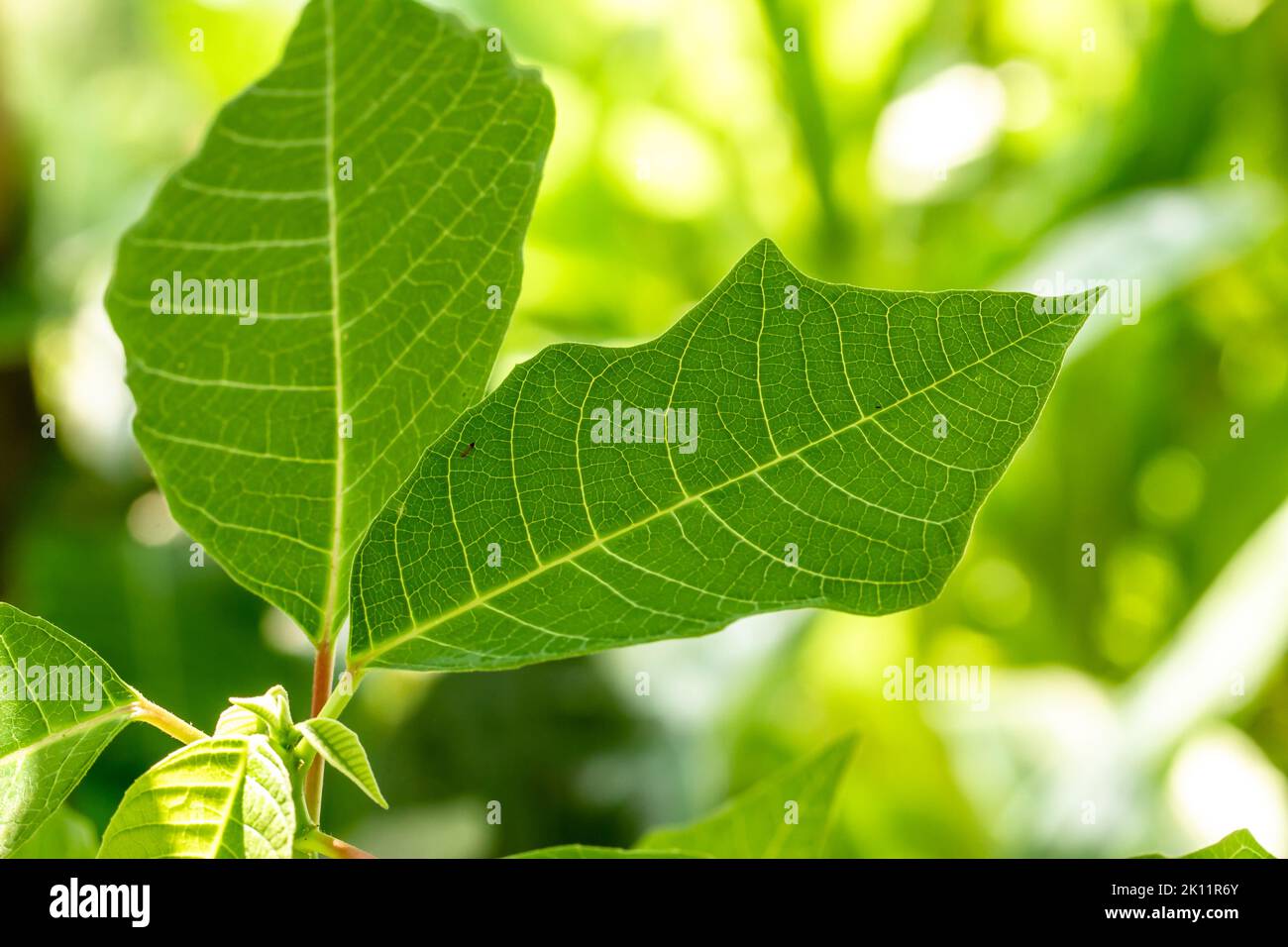 Primer plano Los brotes de la planta de poinsettia con hojas verdes frescas son claramente visibles en la superficie de la hoja y el marco de la hoja, en verano las hojas lo harán Foto de stock