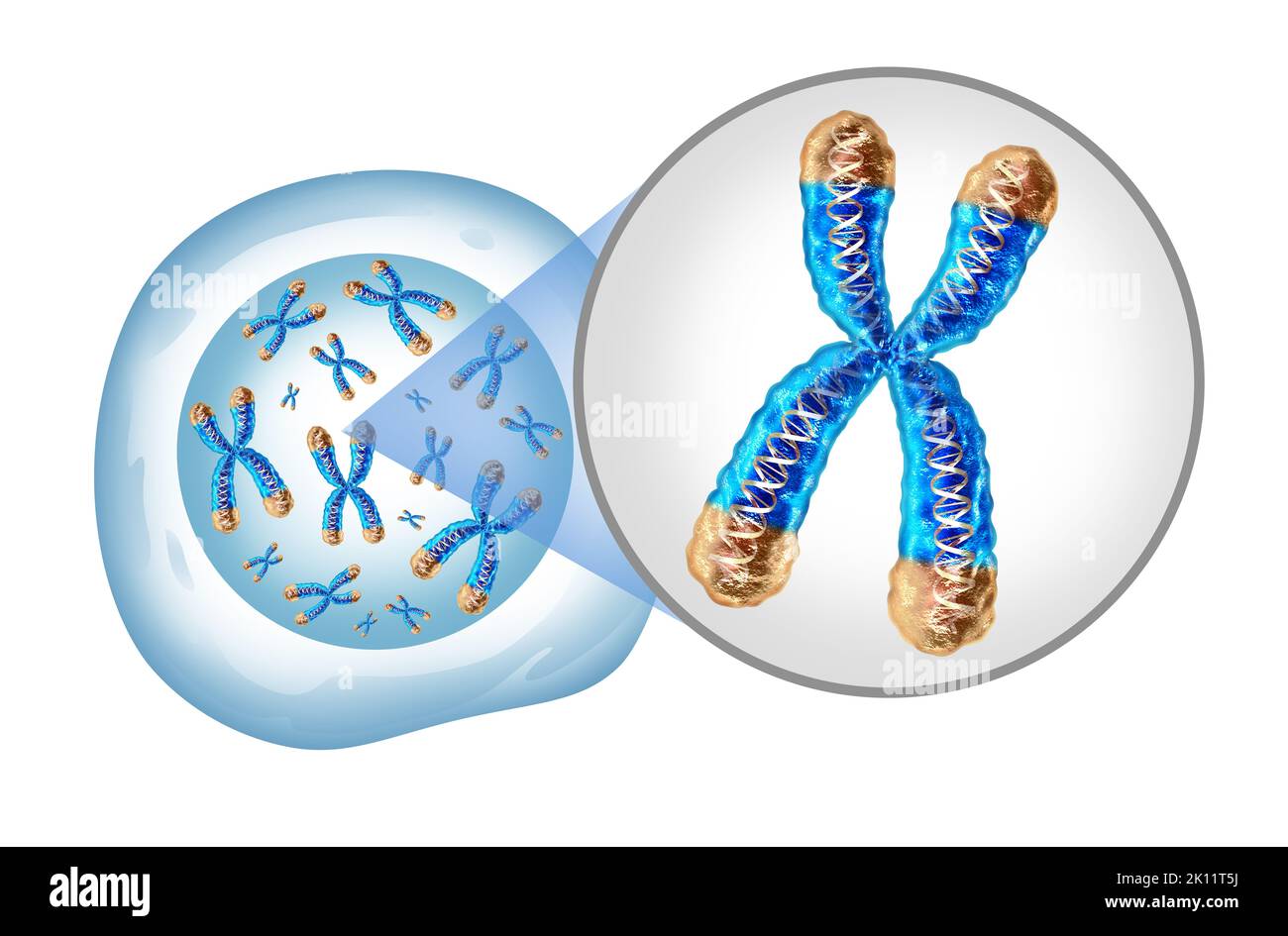 Cromosoma y núcleo celular con concepto de telómero y ADN para una estructura x de biología humana que contiene información genética del adn como símbolo médico. Foto de stock