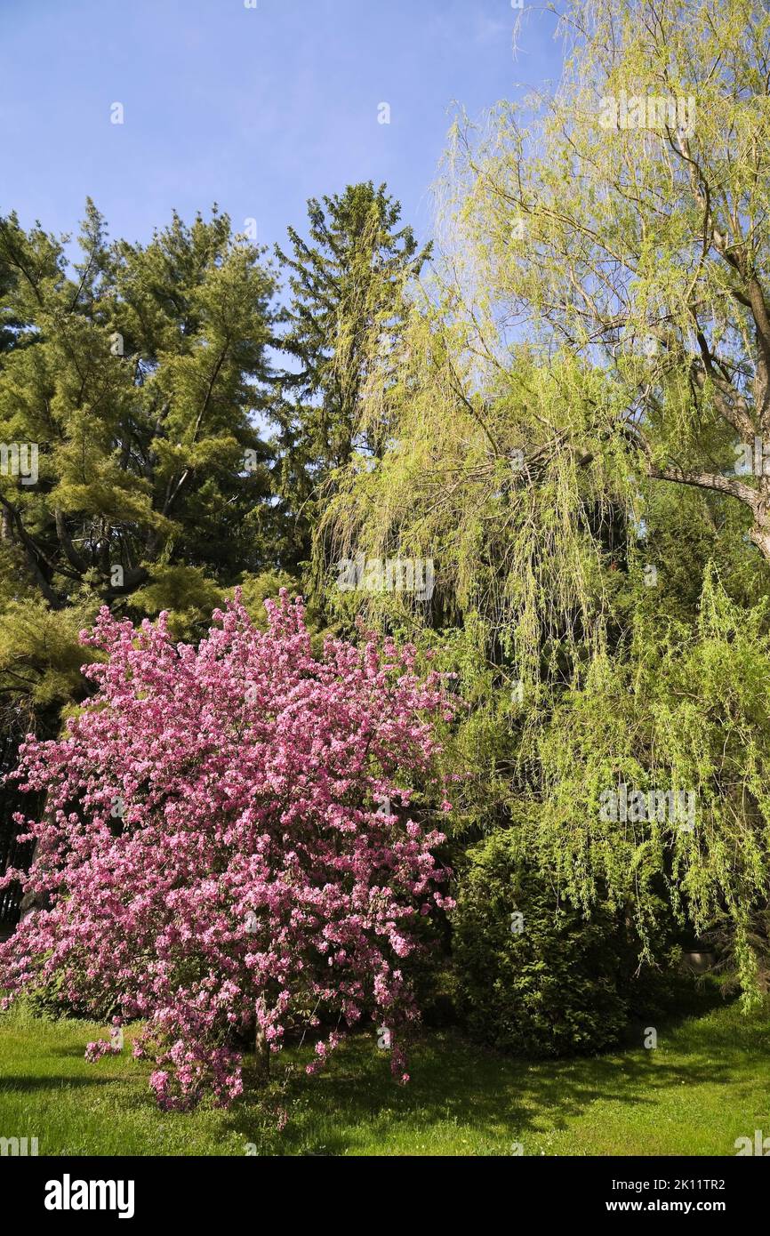 Sauce llorón en flor fotografías e imágenes de alta resolución Alamy