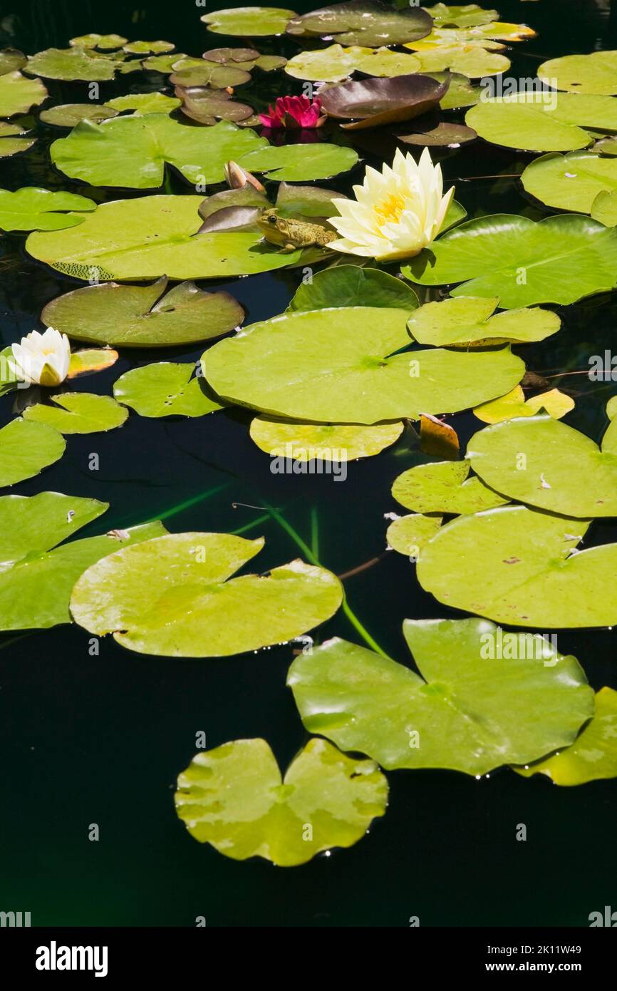 Nymphaea amarilla y blanca - Flores de nenúfar con Rana clamitanes - Rana verde en la superficie del estanque en primavera. Foto de stock