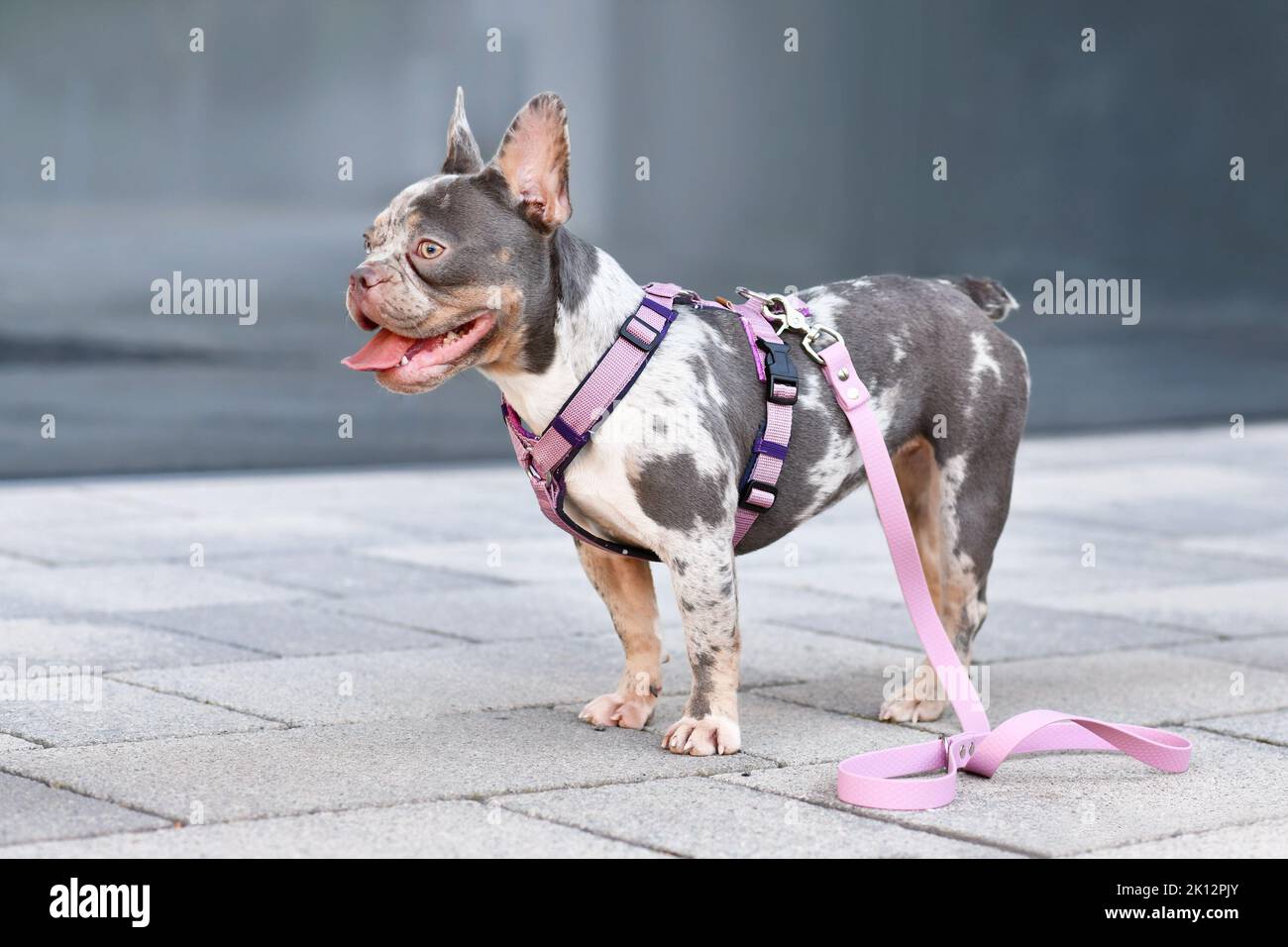 Merle tan Bulldog francés con nariz larga con arnés de perro rosa Foto de stock