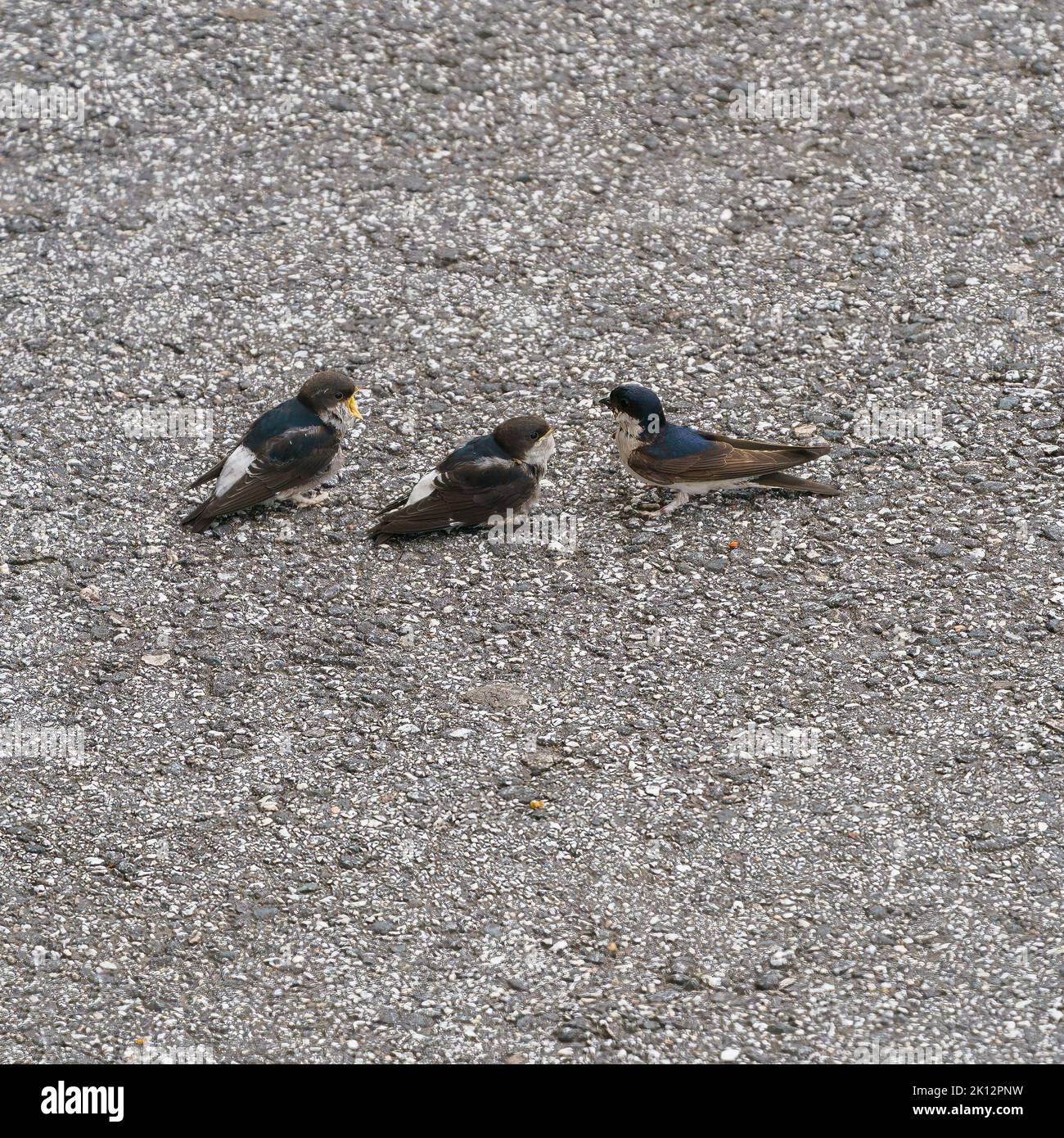Ornitologo ornitologia fotografías e imágenes de alta resolución - Alamy