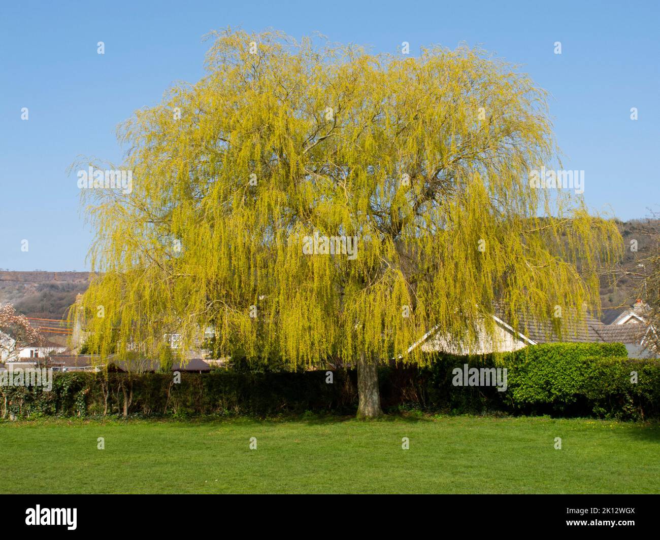 árbol de sauce llorón fotografías e imágenes de alta resolución Alamy
