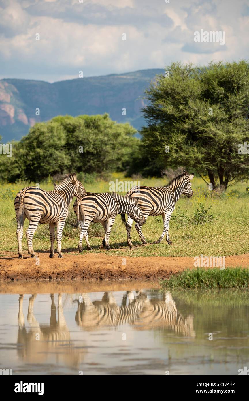 Burchell's Zebras at Watering Hole, Marataba, Parque Nacional Marakele, Sudáfrica, África Foto de stock