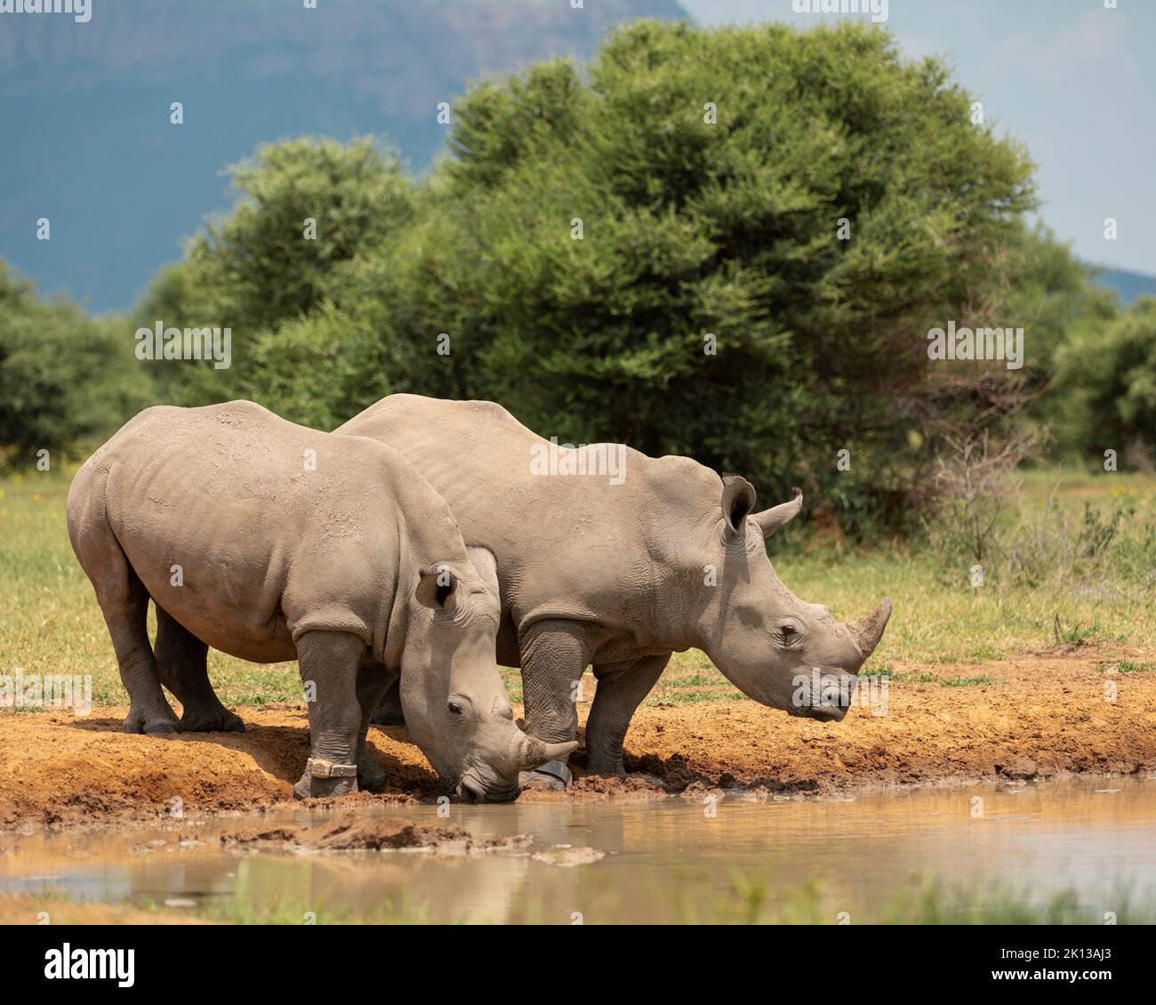 Rinoceronte blanco en Watering Hole, Marataba, Parque Nacional Marakele, Sudáfrica, África Foto de stock