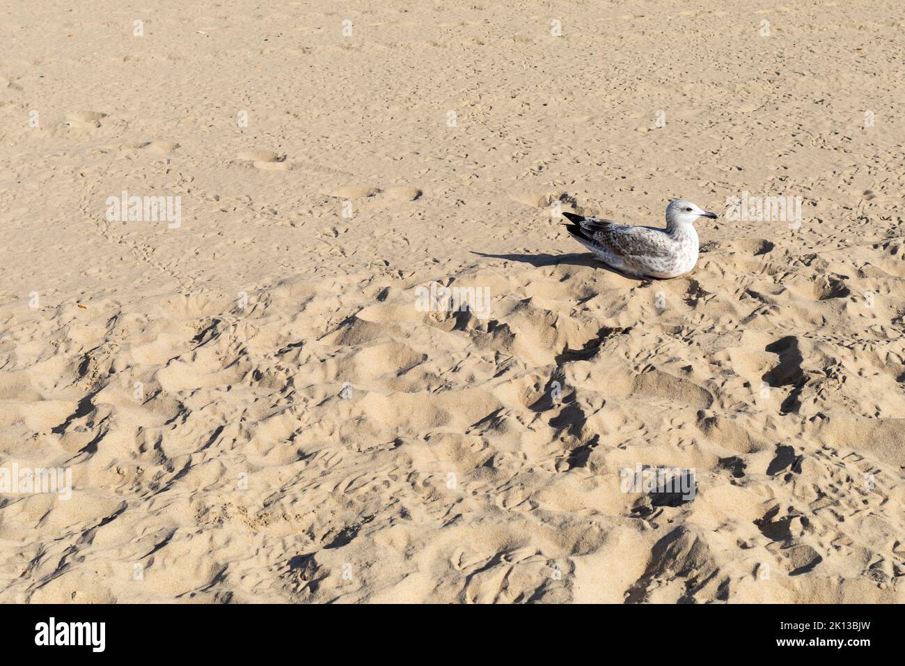 La gaviota joven del Herring (Larus argentatus) en la playa de Bournemouth en el verano Foto de stock