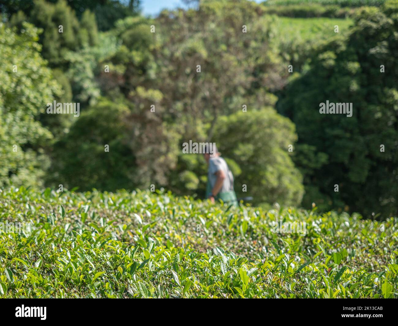 Trabajadores de plantaciones de té en la isla portuguesa de Sao Miguel, en las Azores, que es la única plantación de té de Europa. Foto de stock