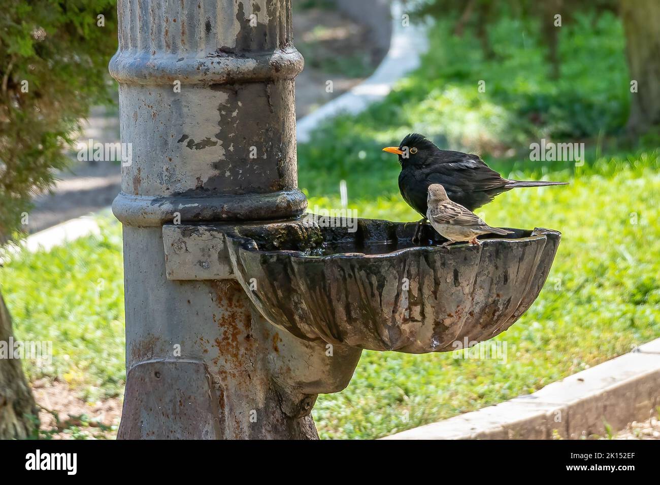 El ave negra macho (Turdus merula) se baña y bebe en una fuente pública Foto de stock