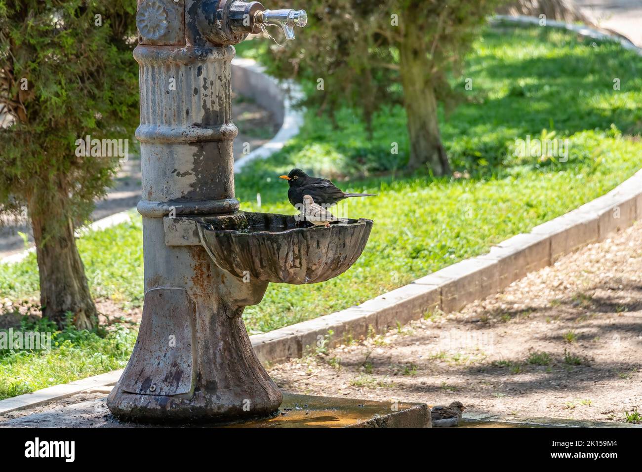 El ave negra macho (Turdus merula) se baña y bebe en una fuente pública Foto de stock