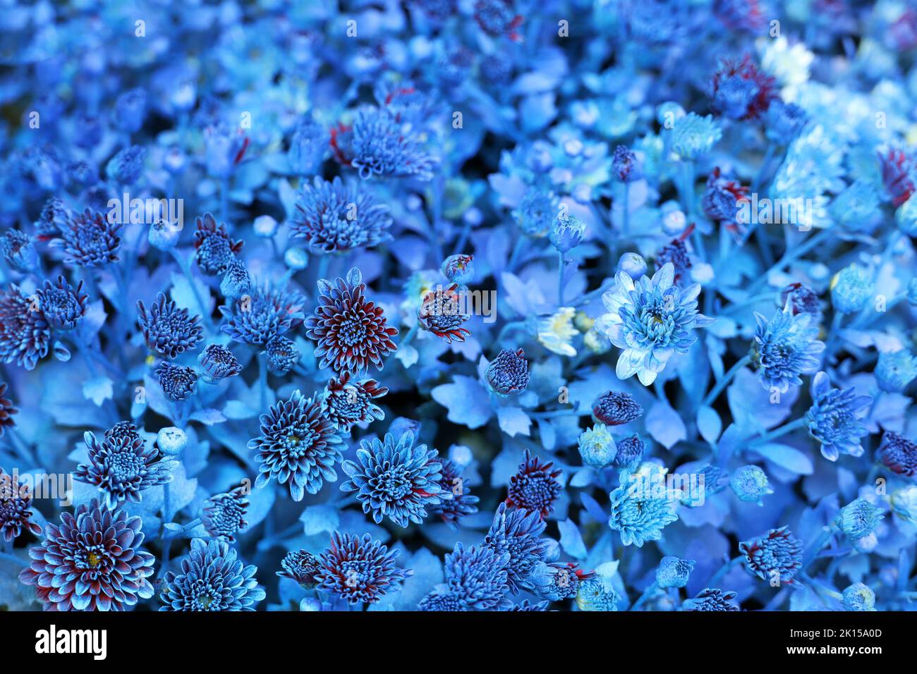 Flores crisantemo cubiertas de pintura azul en un jardín. Diseño de paisaje, fondo floral Foto de stock