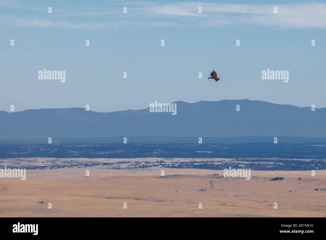 Buitres Griffon volando sobre el distrito de La Serena. Castillo de Magacela, Badajoz, Extremadura, España Foto de stock