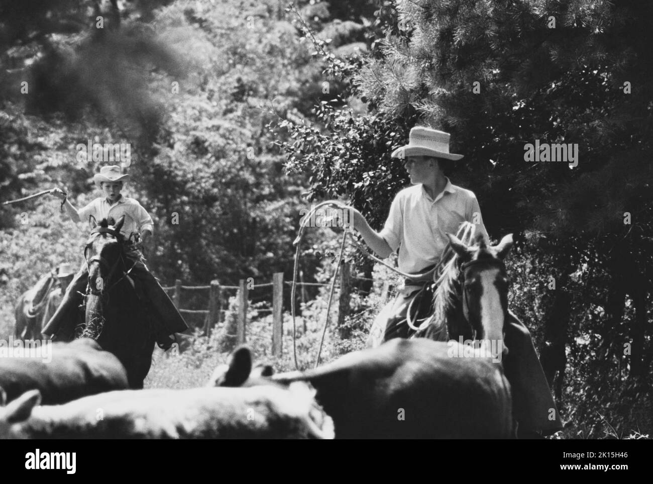 Los hermanos ayudan con un resumen de ganado en un rancho de Texas. Crica 1960. Foto de stock