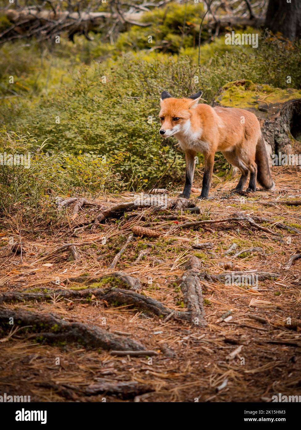 Un zorro salvaje en el bosque eslovaco. Foto de stock