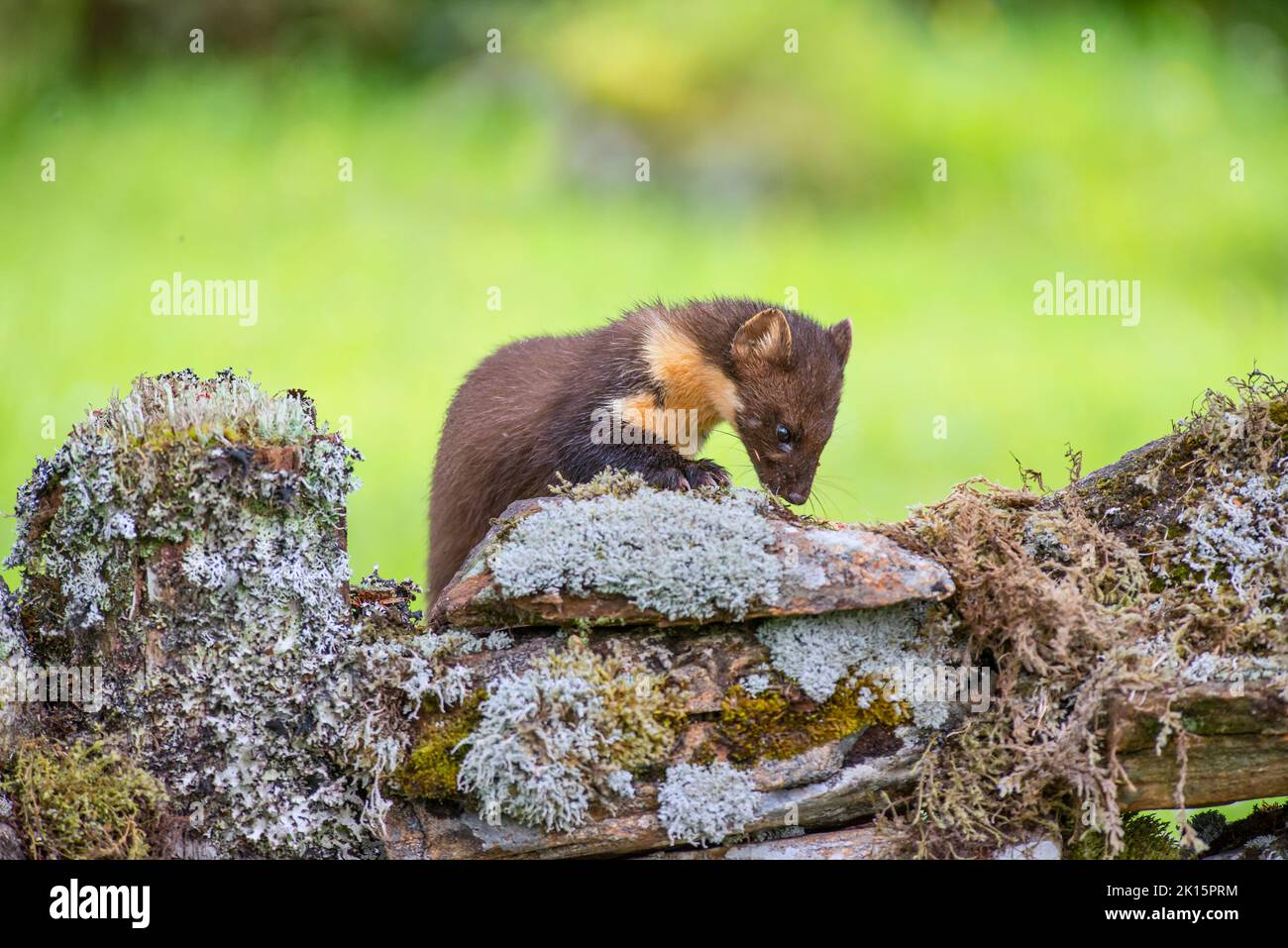Marta de pino (Martes martes) en busca de alimento en una pared de piedra seca. Foto de stock