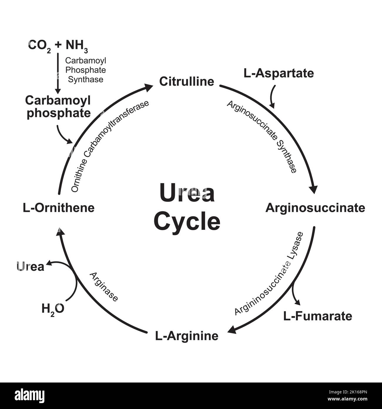 Resumen Del Ciclo De La Urea Hot Sex Picture