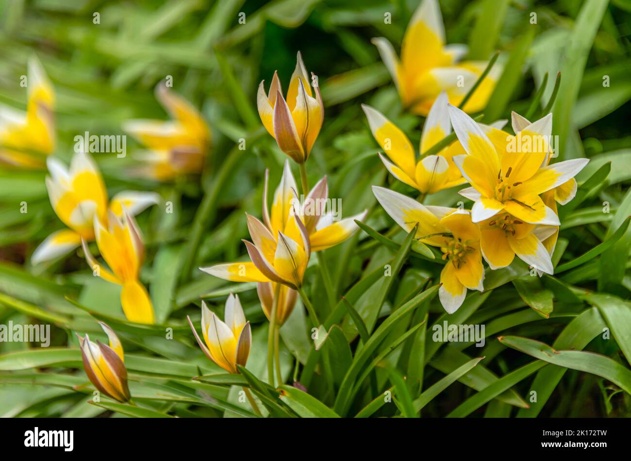 Nahaufnahme von Stern-Tulpen (Tulipa urumiensis) Foto de stock
