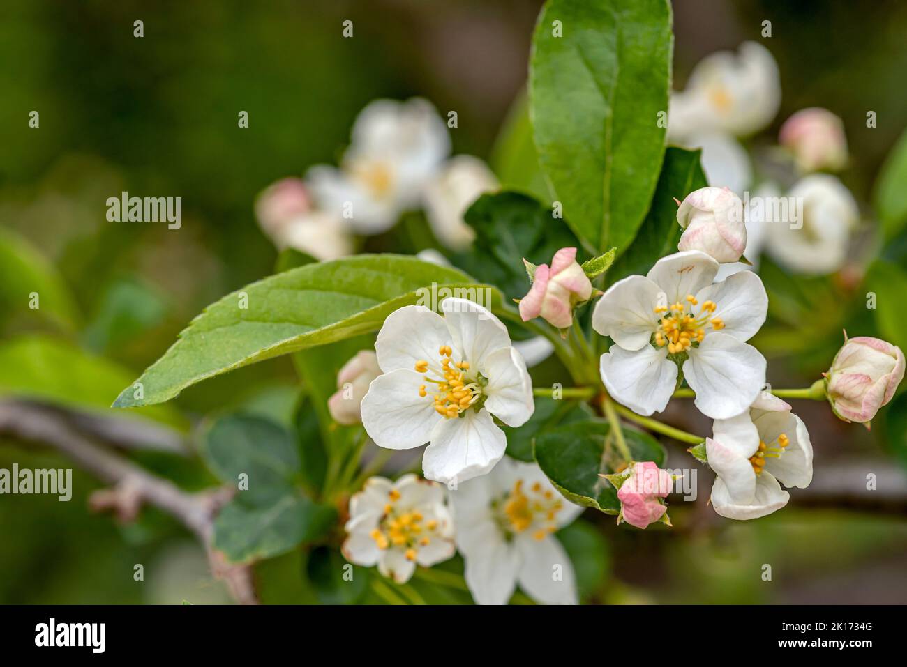 Primer plano de flores de un manzano en miniatura (Malus domestica) Foto de stock