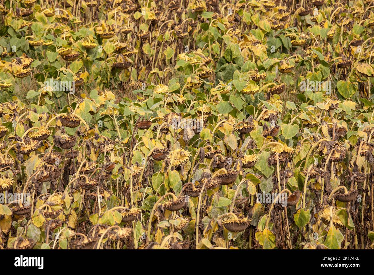 Campo con girasoles marchitos en la llanura del río Rin en el distrito de Merkenich, Colonia, Alemania. Feld mit abgebluehten und vertrocknet Foto de stock