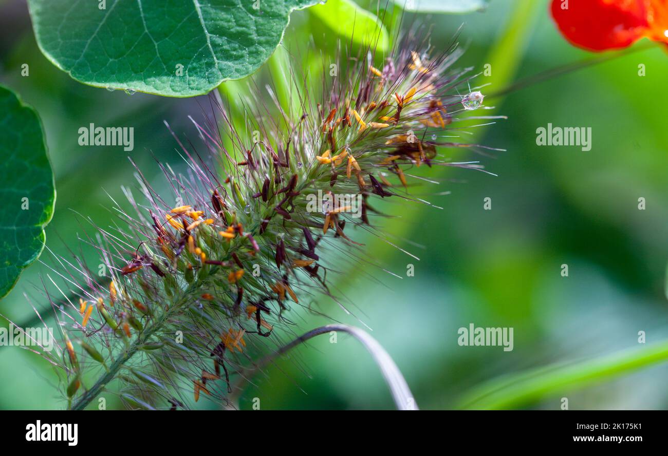 Temporadas de jardinería - Primer plano de una gota de lluvia en la punta del follaje de las plantas (Fountaingrass, Cenchrus setaceus ) Foto de stock
