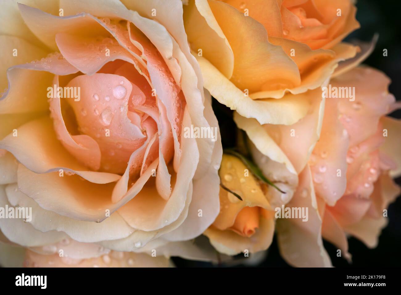 Primer plano de las flores húmedas Foto de stock