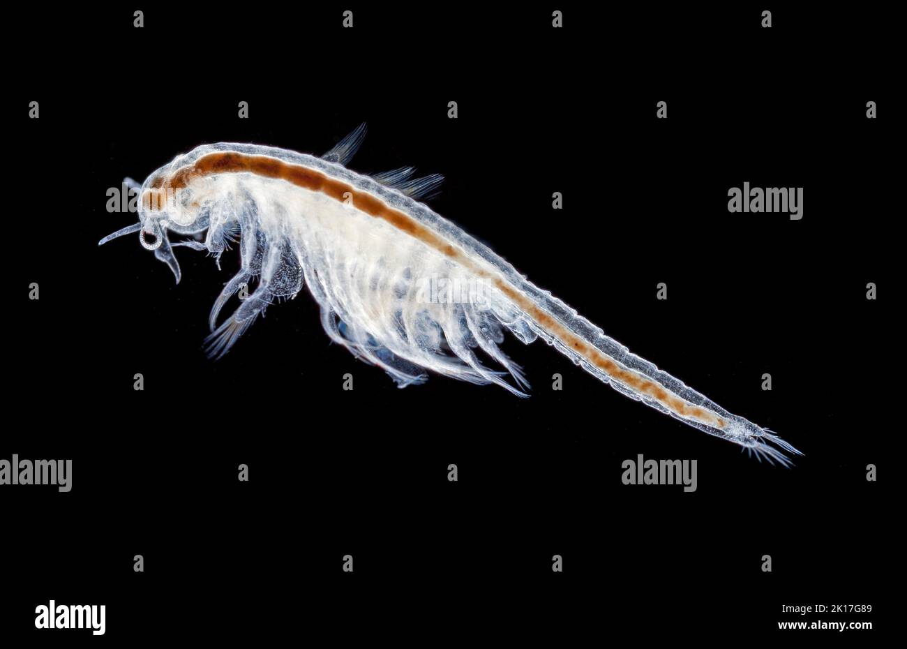 Artemia sp. Camarón salmuera, fotomicrografía de campo oscuro Foto de stock