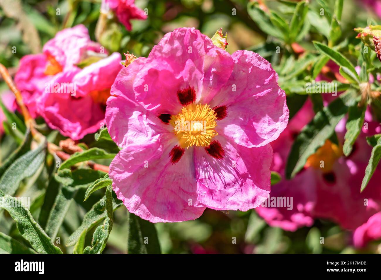 Pink Cistus ladanifer flower, es una especie botánica de planta con flor en la familia Cistaceae. Es nativa de la región occidental del Mediterráneo. Nombres comunes Foto de stock