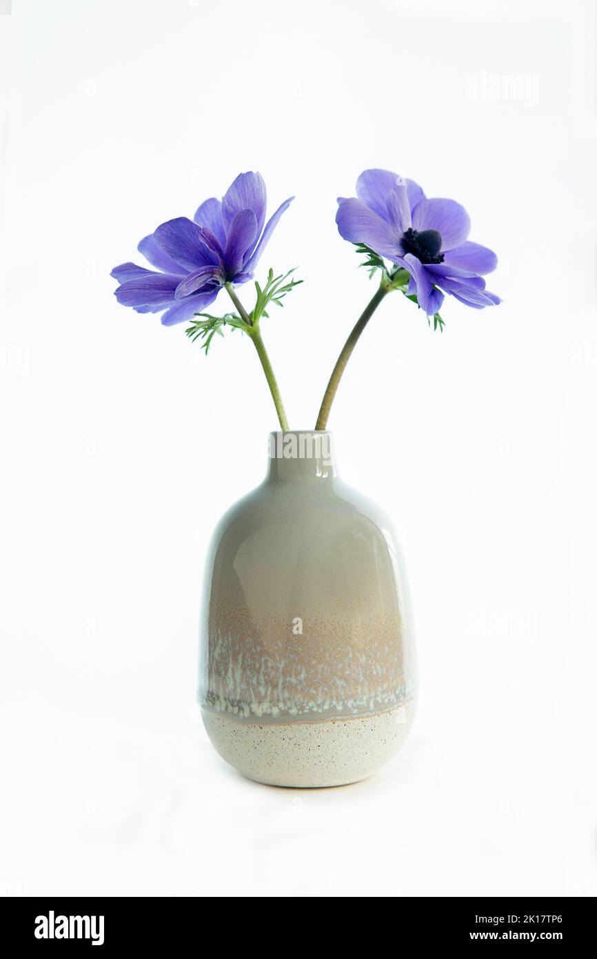 Anemonías azules en jarrón de cerámica. Foto de stock